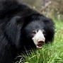 Beruang Sloth Bear