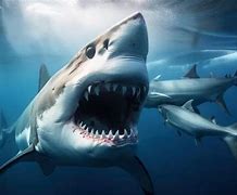 Ikan Megalodon Terbesar Di Dunia